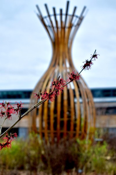 Red Hamamelis branch
