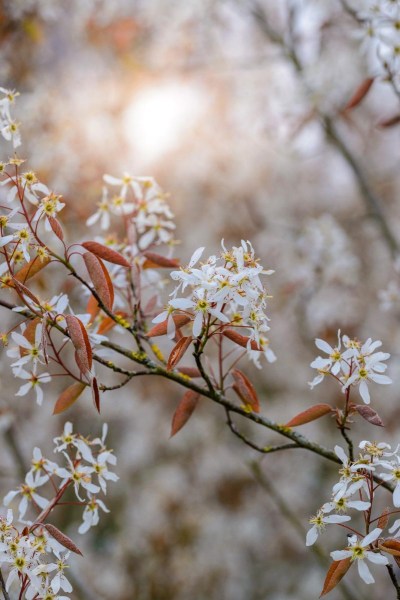 Amelanchier Blossom