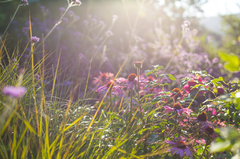 Wildlife Planting, Wildflower planting