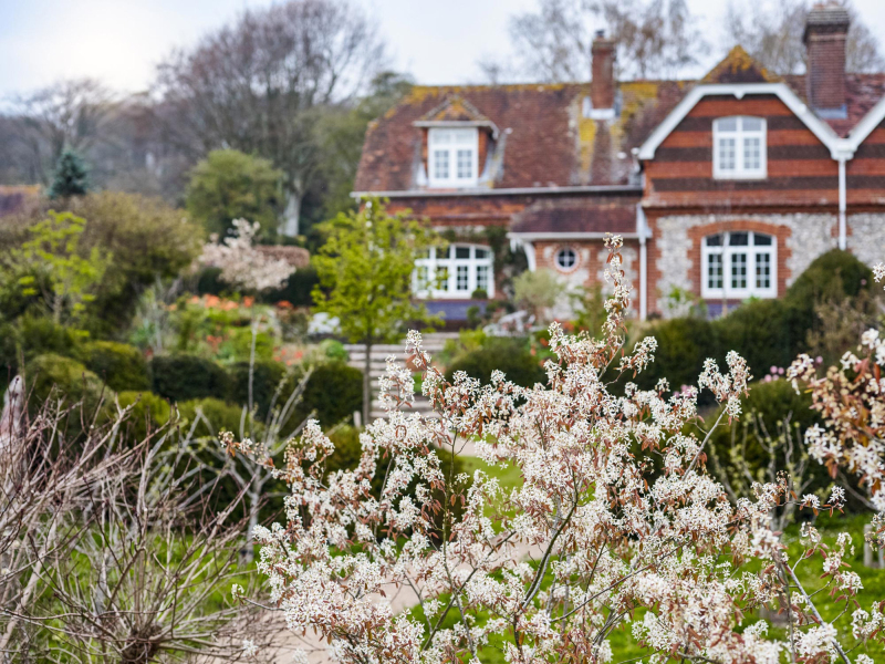 Amelanchier Cottage Garden
