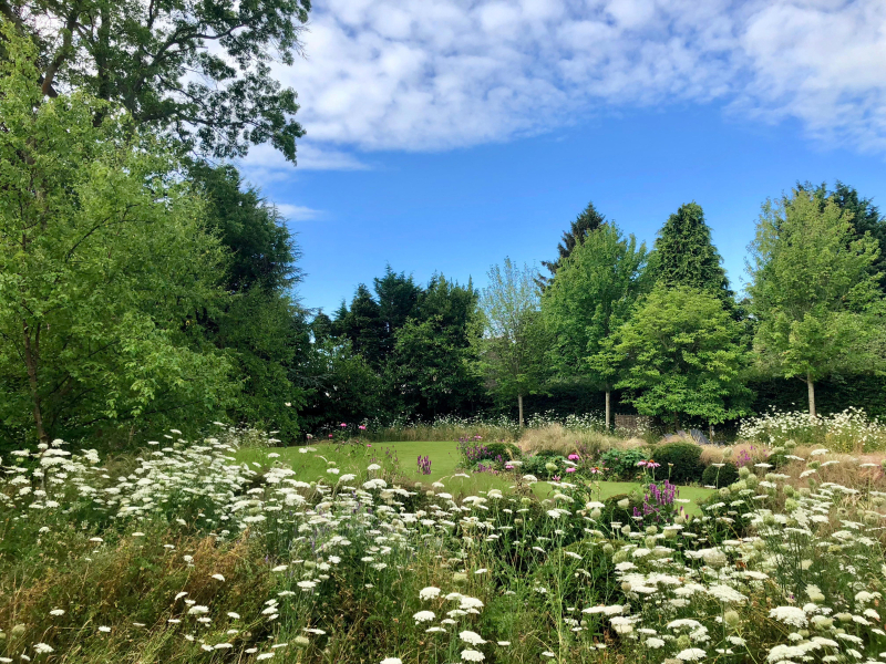 White flower meadow and summer lawn