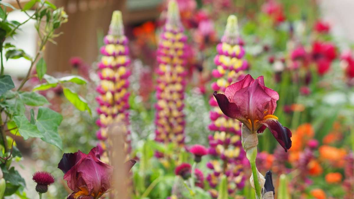 Bold Vibrant Biodiverse planting with richly coloured lupins and irises