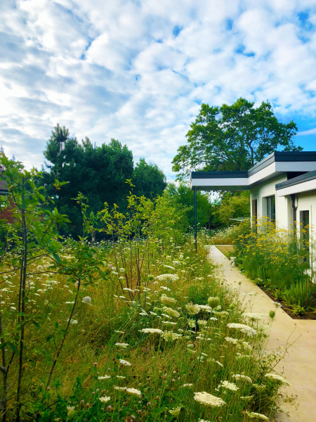 Wild meadow contrasting with contemporary architecture
