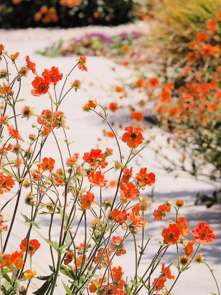 Orange Geums