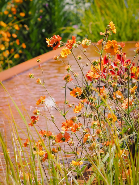 Orange Geums and water fountain