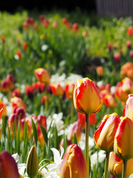 Country-Cottage-Garden-04