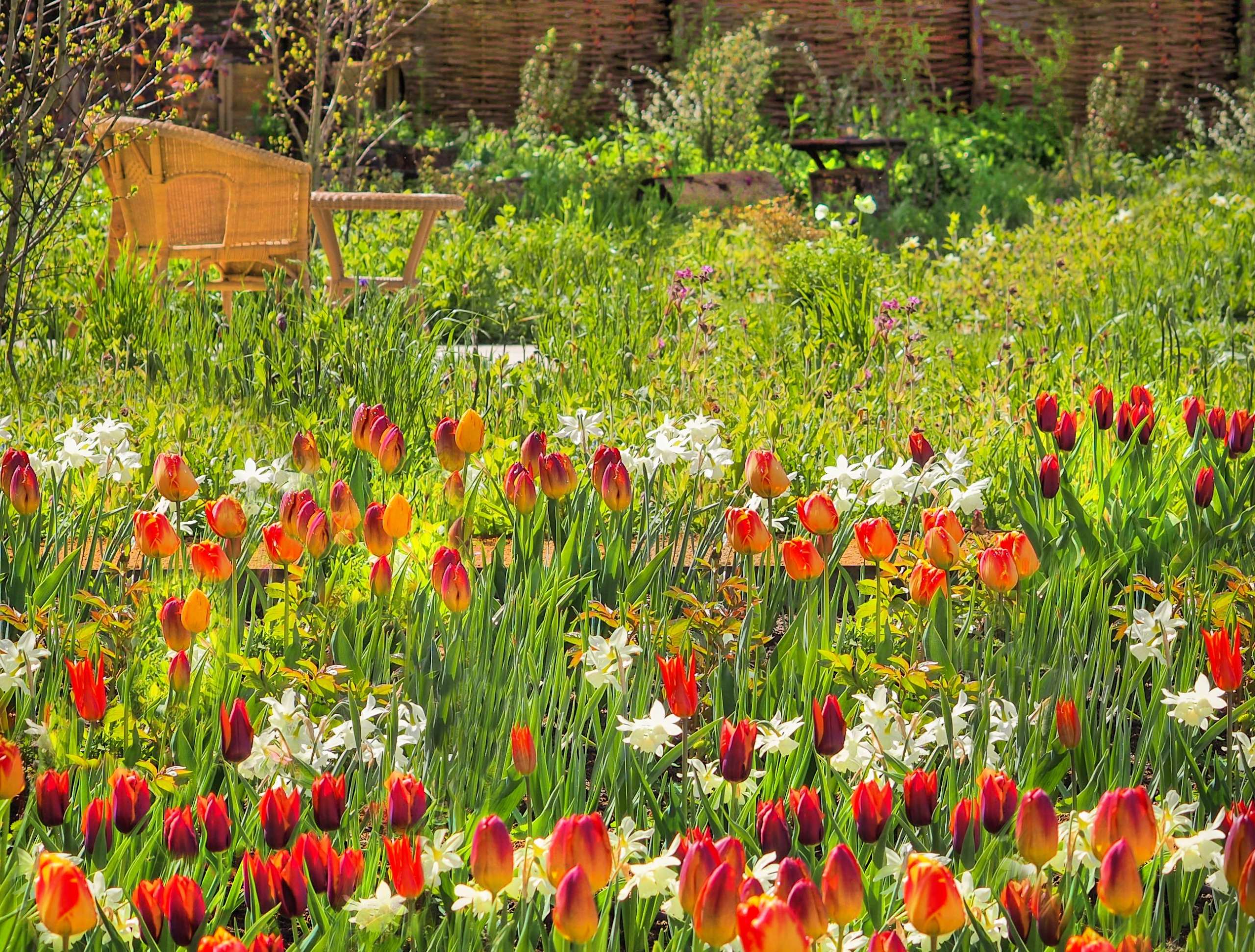 Vivid red, orange, yellow and burgundy tulips with vibrant green stems stand tall in this cottage garden. White Narcissus are dotted throughout this wildflower meadow. Wooden furniture allows a place to sit and appreciate the garden and this colourful planning scheme designed by Ann-Marie Powell Gardens.