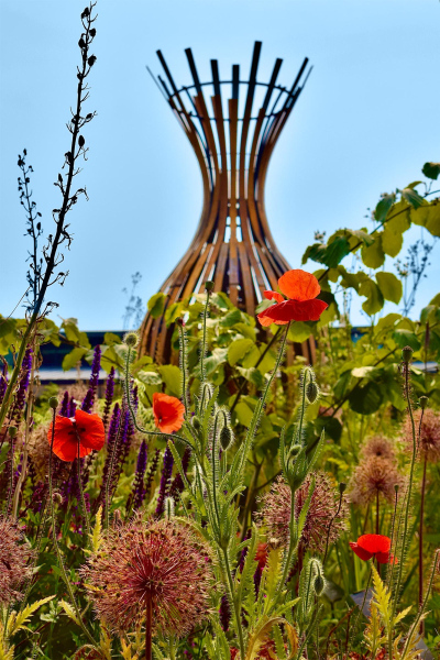 Wildflowers and cultivated flowers