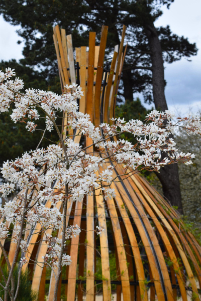 Amelanchier branch in bloom