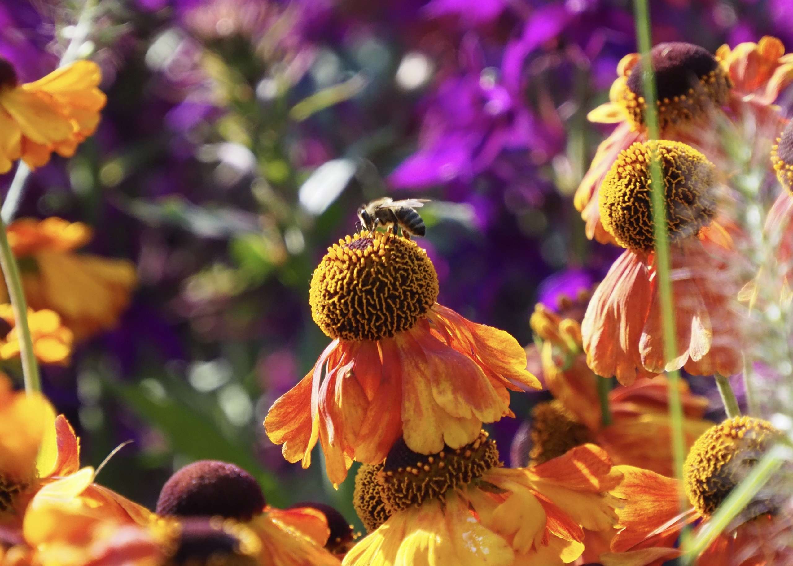 Bumblebee on bright contemporary pollinator friendly planting