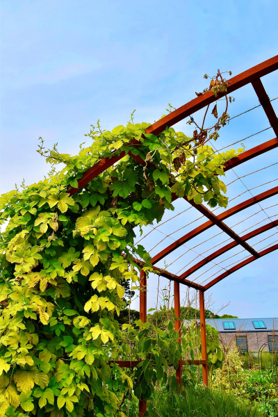 Details climbing vine