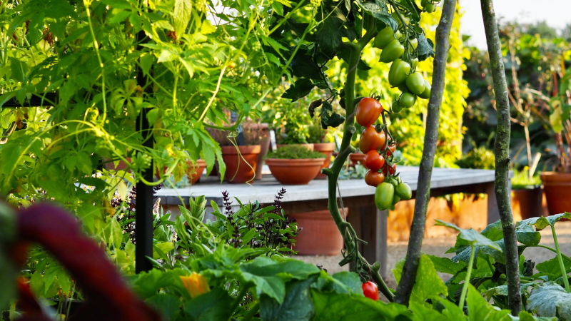 Potting table and tomatoes on the vine
