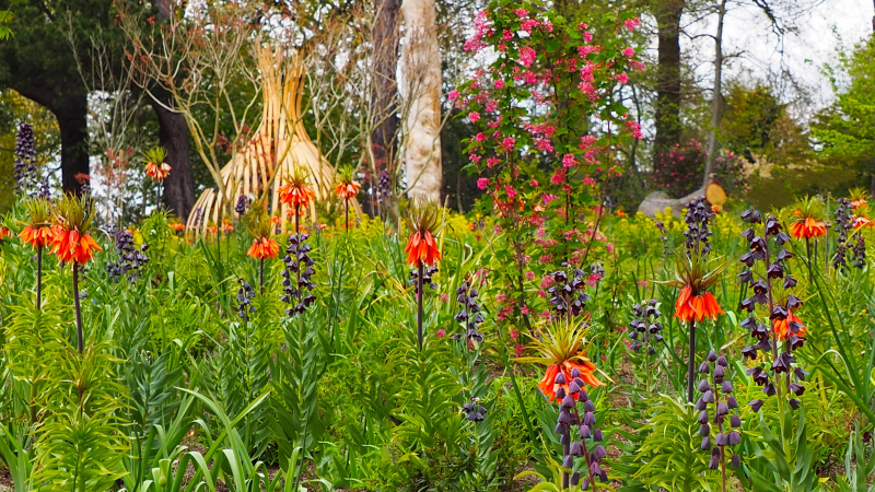 Fritillarias and other perennials