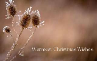 Warmest Christmas wishes. Frosted teasels