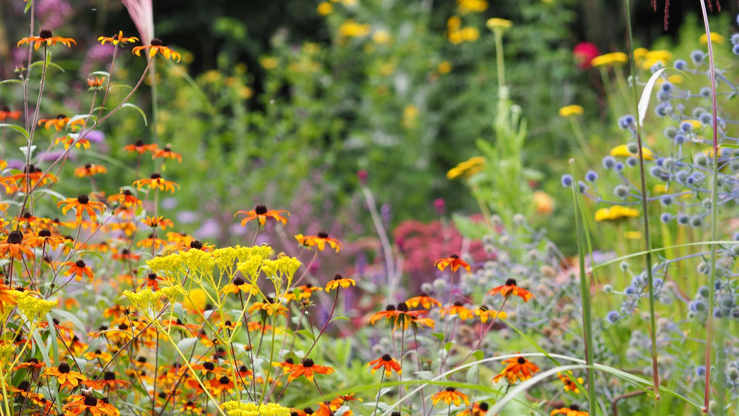 Mixed-Perennials Echinacea and Achillea providing a colourful display in a planting scheme designed by Hampshire based Ann-Marie Powell Gardens