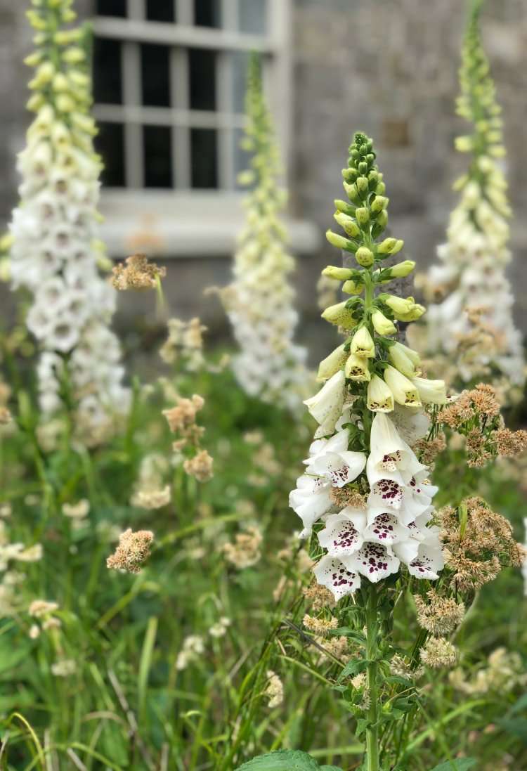 Digitalis purpurea alba in elegant front garden in. Hampshire. Designed by Ann-Marie Powell Gardens