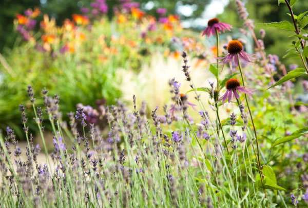 Ann-Marie Powell in her Hampshire garden, sitting on timber steps holding sweet peas