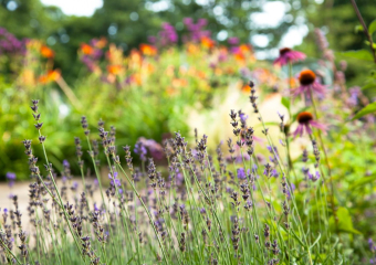Details of lavenders, echinaceas and bright, colourful blooming perennials - Wildlife garden designed by Ann- Marie Powell, July ,UK 2009