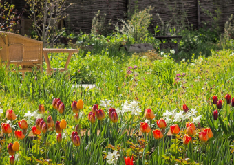 Orange and red tulips in colourful meadow surrounding wood bench - Wildlife garden designed by Ann- Marie Powell, UK 2023